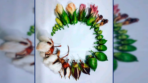 Así se ve el ciclo de vida del algodón