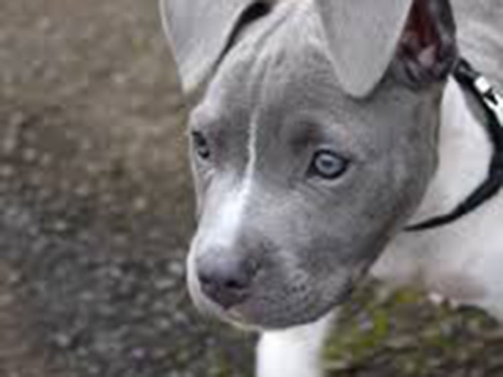 Roban perrita de niña con enfermedad terminal