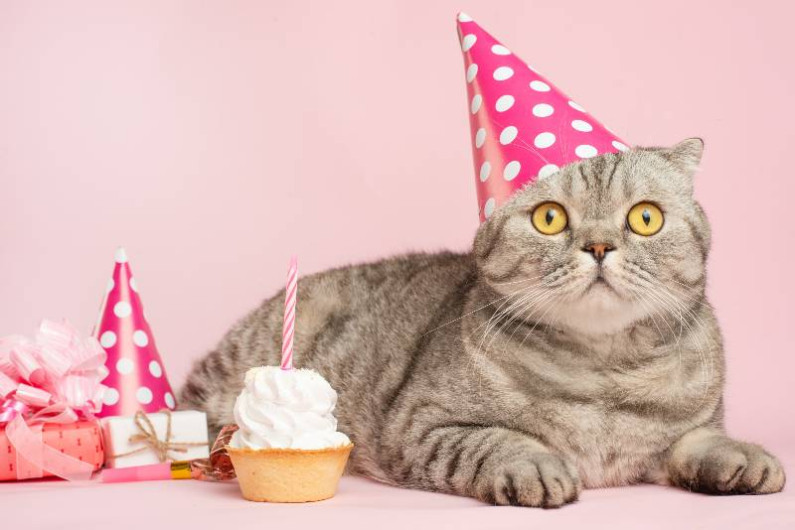 Por realizar fiesta a felino, se contagian de Covid-19