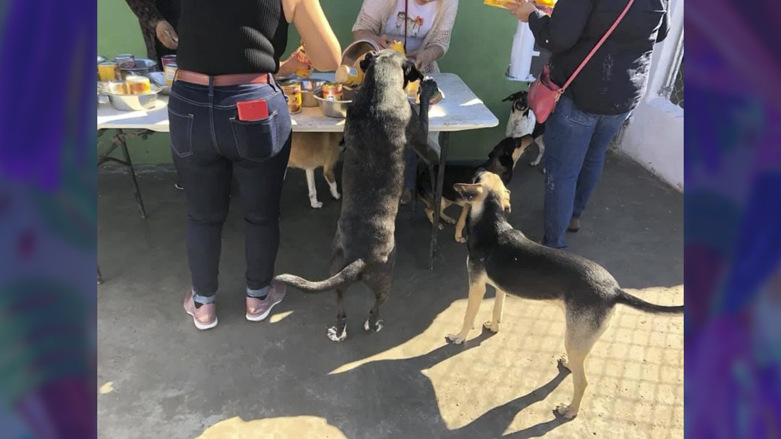 Ofrecen posada para perritos callejeros en Matamoros
