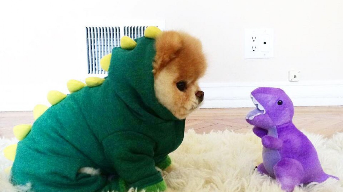 Adiós hermoso Boo, muere el perro más lindo del mundo