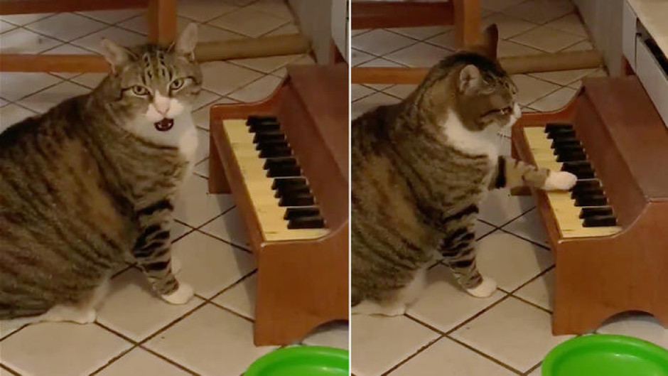 Gato toca minipiano para pedir comida en señal de protesta por estar a dieta