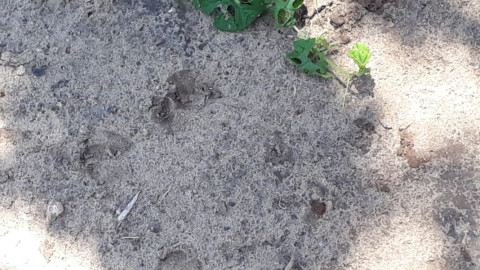 Promueven el cuidado al medio ambiente y la sustentabilidad.