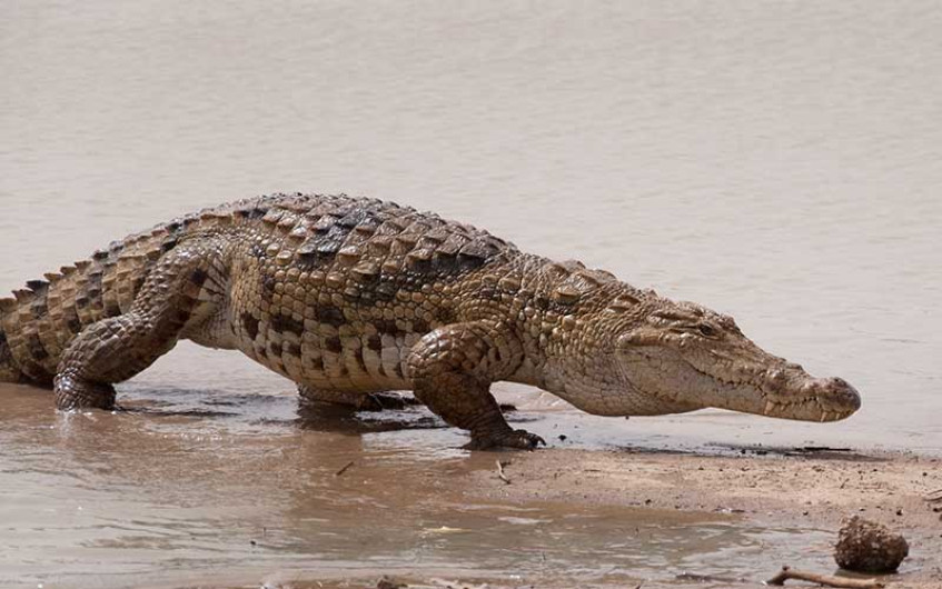 PROFEPA alerta aumento de cocodrilos en Madero