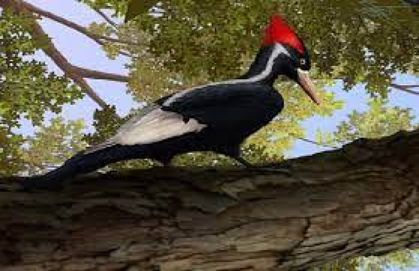 Estados Unidos da por extinto a 23 especies 