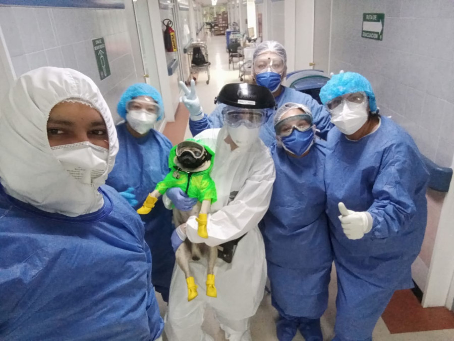 “Harley” es el héroe con patas que apoya al ISSSTE contra el coronavirus 