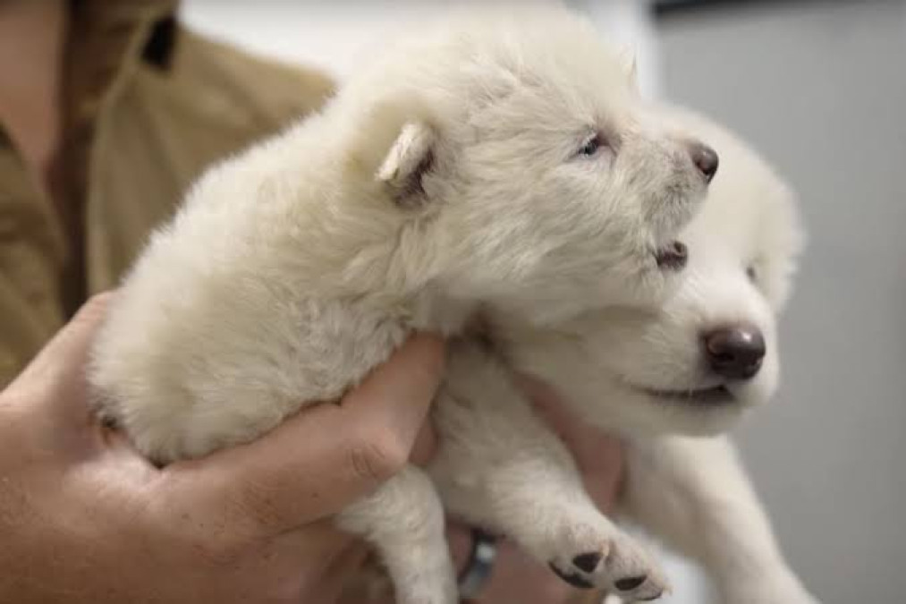 Luego de más de 10 mil años desaparecido, científicos des-extinguen a Lobo Terrible 
