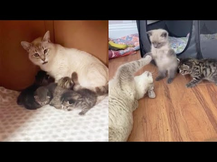 Gata rescatada adopta en su camada a dos gatitos encontrados en la calle