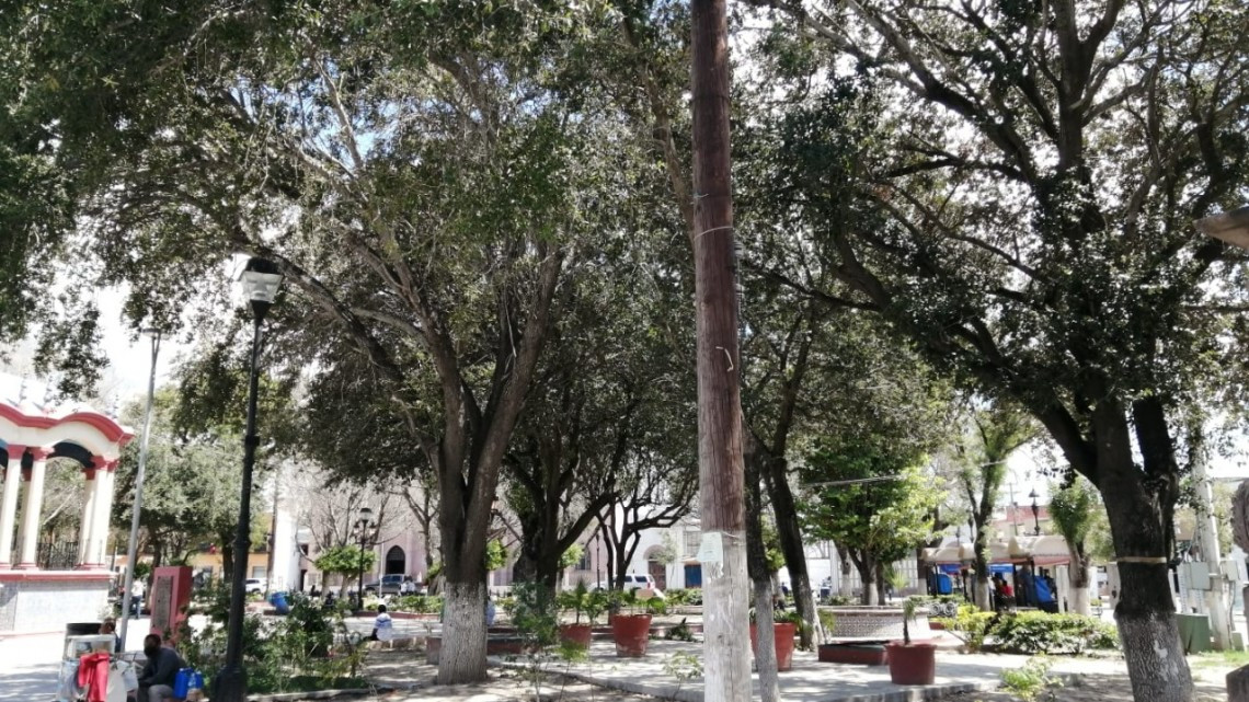 Reforestarán la plaza principal de Matamoros