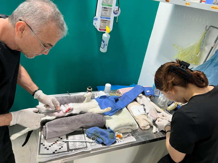 Realiza COMUSA esterilización y apoyo médico veterinario a perros y gatos callejeros