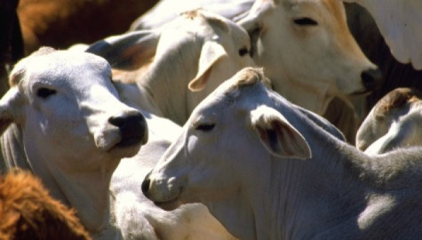 Busca recertificar Tamaulipas estatus zoosanitario y mantener exportación de ganado  