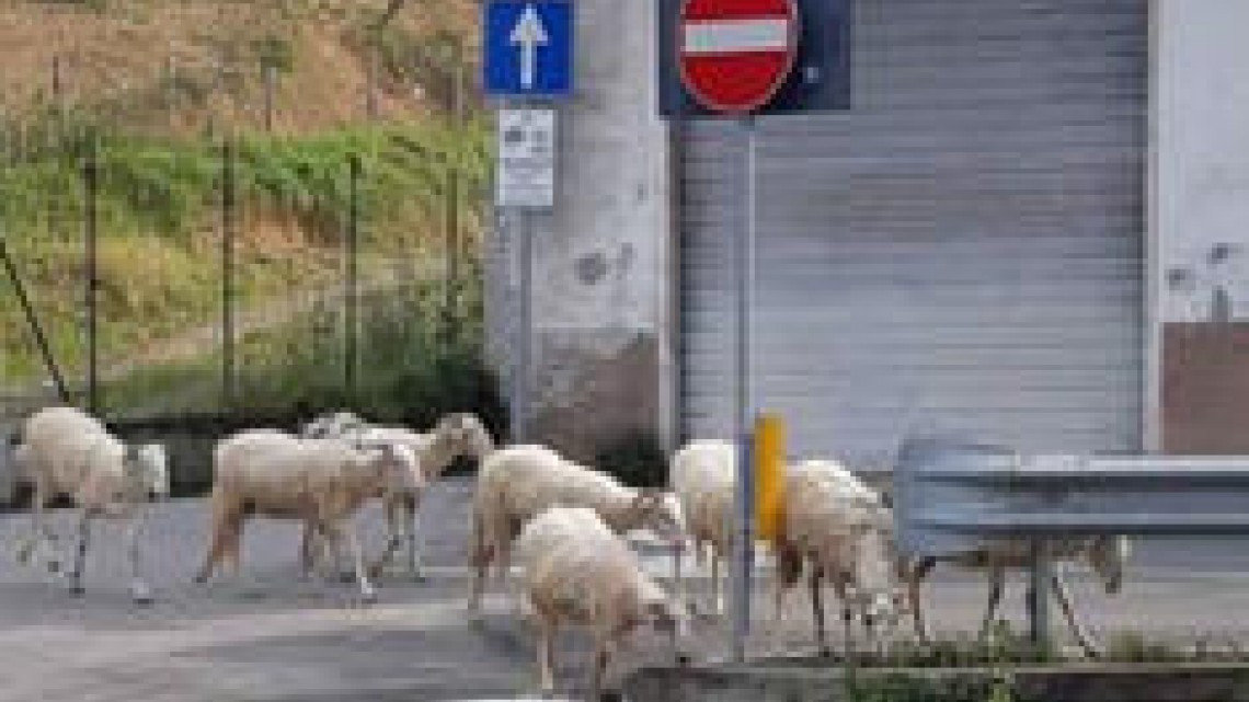 La naturaleza se abre paso por el coronavirus 