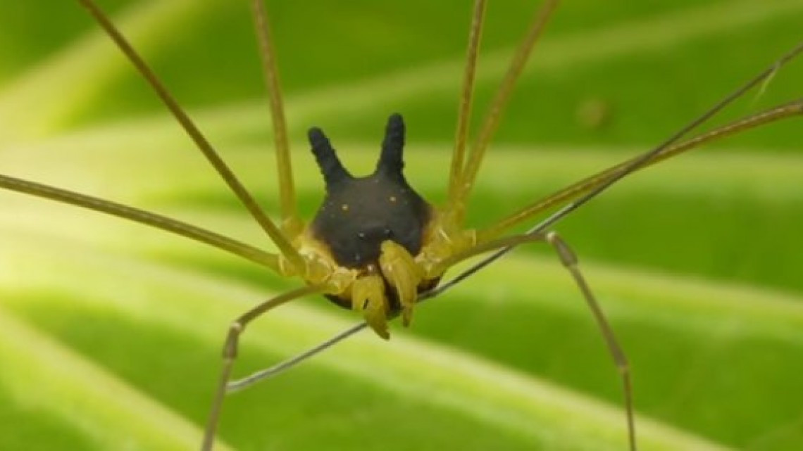 La extraña araña con cabeza de perro