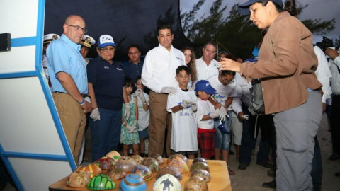 Crías de tortugas lora son liberadas en Soto la Marina