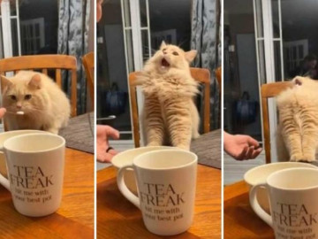 ¡Ternurita! La reacción de un gatito que disfruta el helado por primera vez