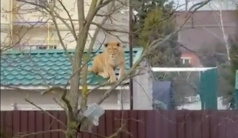 Graban a una leona sobre un techo en Rusia