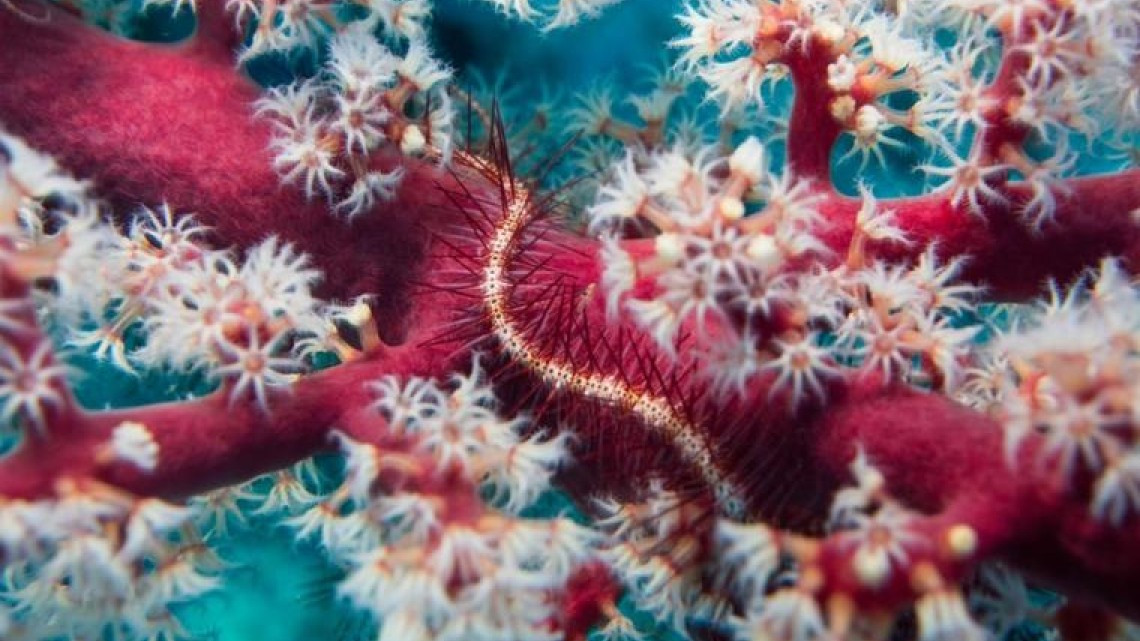 Las mejores fotografías del Sony World Photography Awards