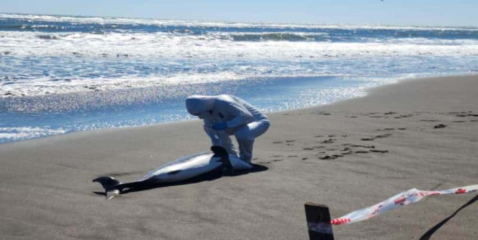 Chile notifica los primeros dos delfines muertos por gripe aviar