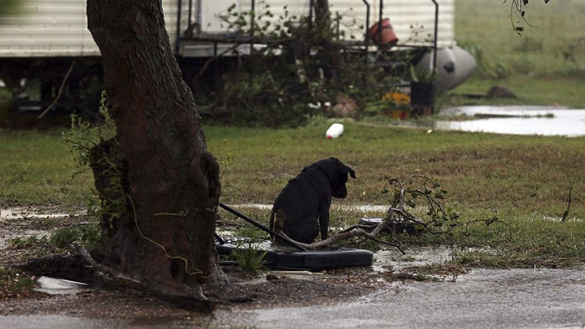 Animales son abandonados a su suerte durante paso de Harvey