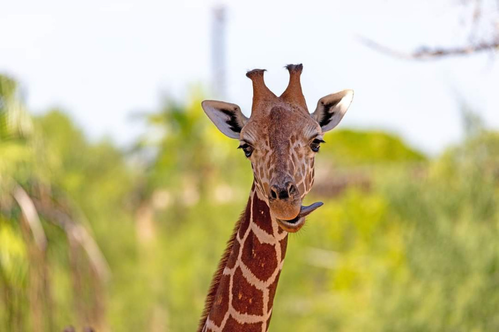 Aplican eutanasia en jirafa de zoológico de Texas