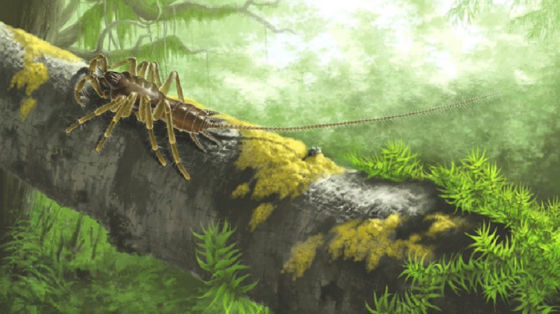  Encuentran insecto prehistórico mitad araña mitad escorpión en ámbar