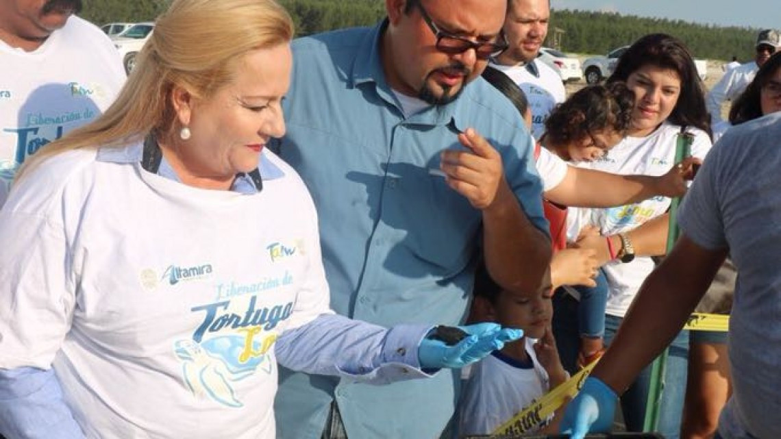 Se refuerza el cuidado a la tortuga Lora, liberando crías de esta especie