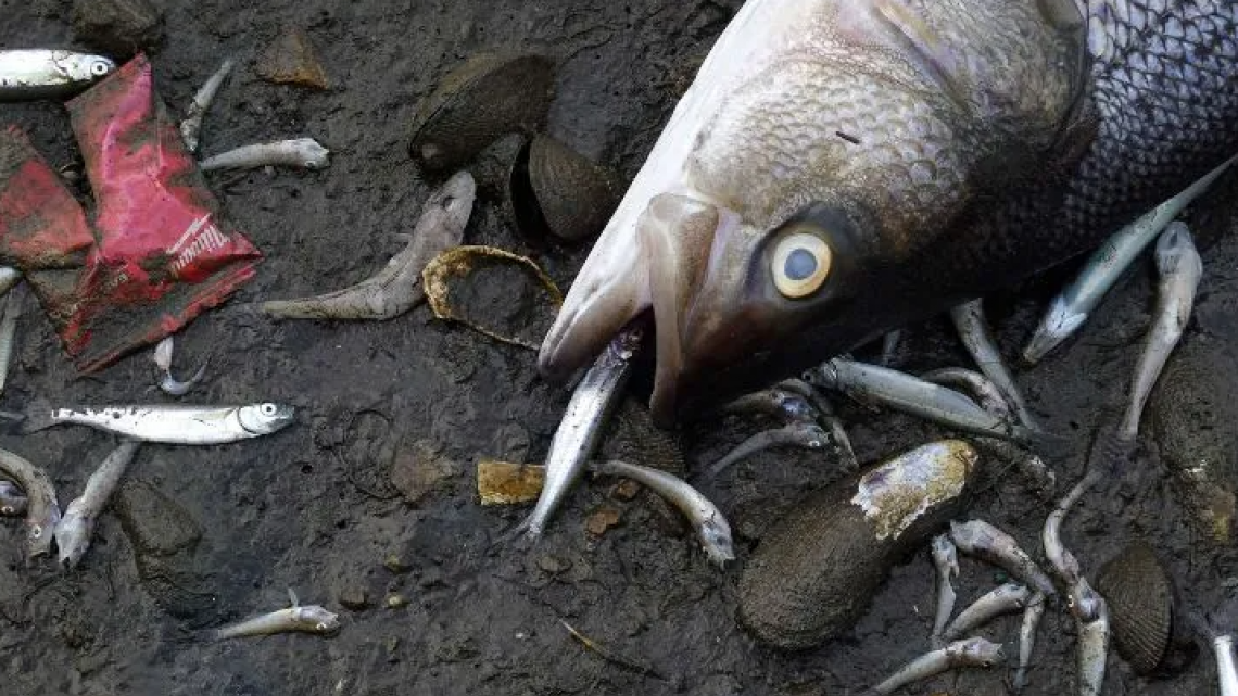 Tras marea roja, aparecen miles de peces muertos en bahía de San Francisco 