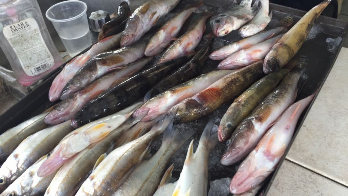 Pesca indiscriminada amenaza especies de la laguna de Champayán