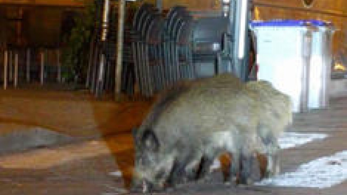 La naturaleza se abre paso por el coronavirus 