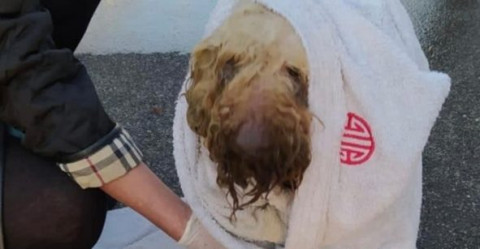 Bomberos rescatan a perrito ciego tras caer en aguas residuales