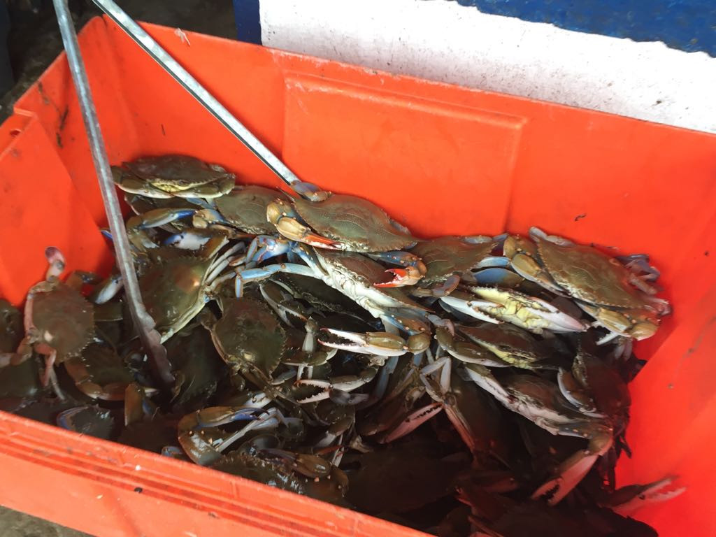 COEPRIS verifica buen manejo de alimentos