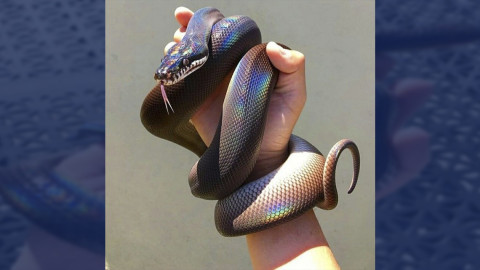 La cobra más bonita que verás hoy