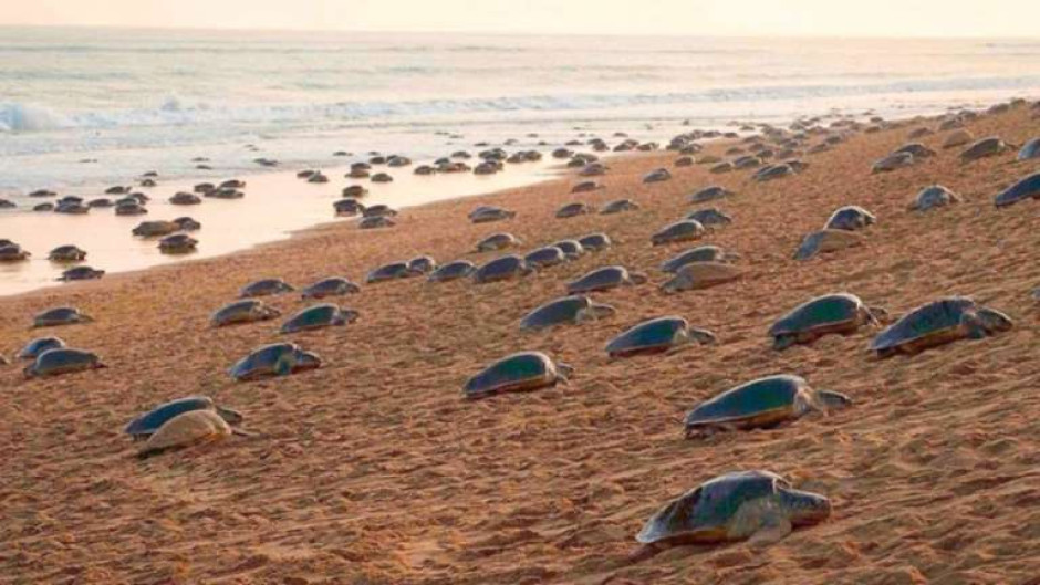 Tortugas anidan por primera vez en 7 años en playa turista