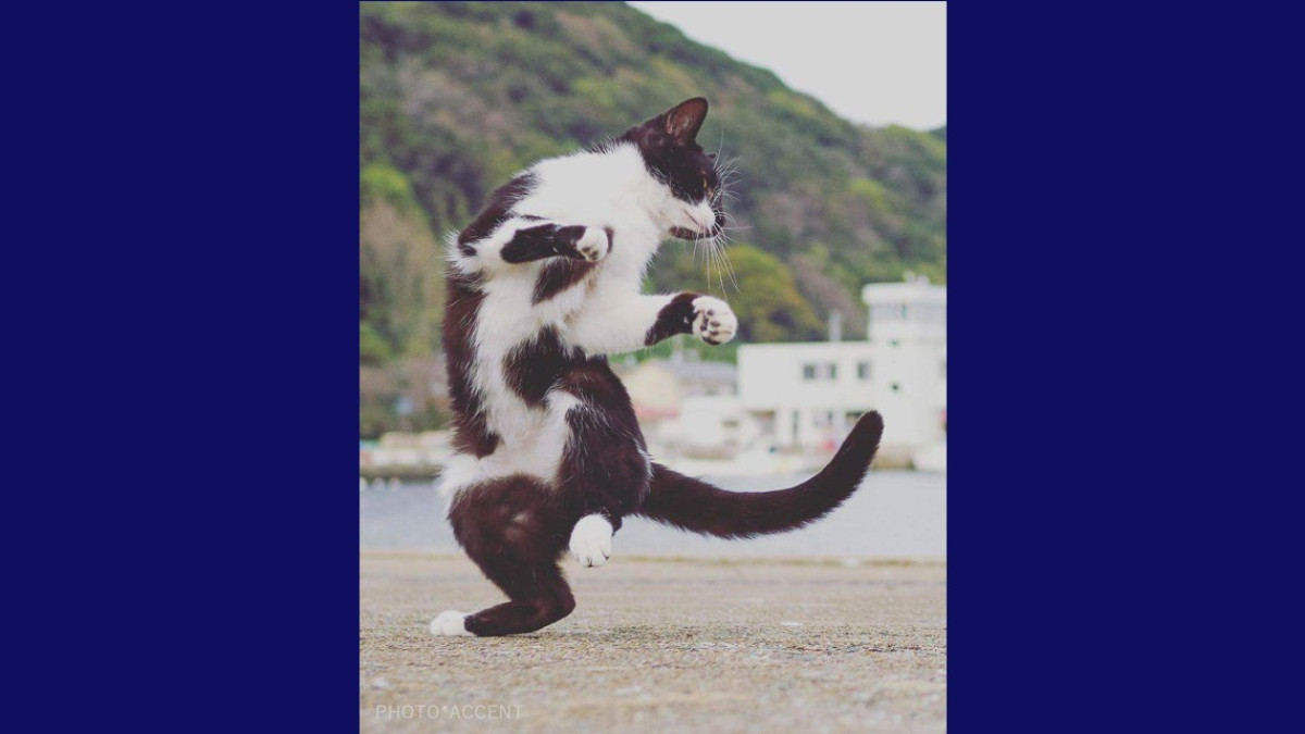 Estos gatos no son ninjas, pero lo parecen