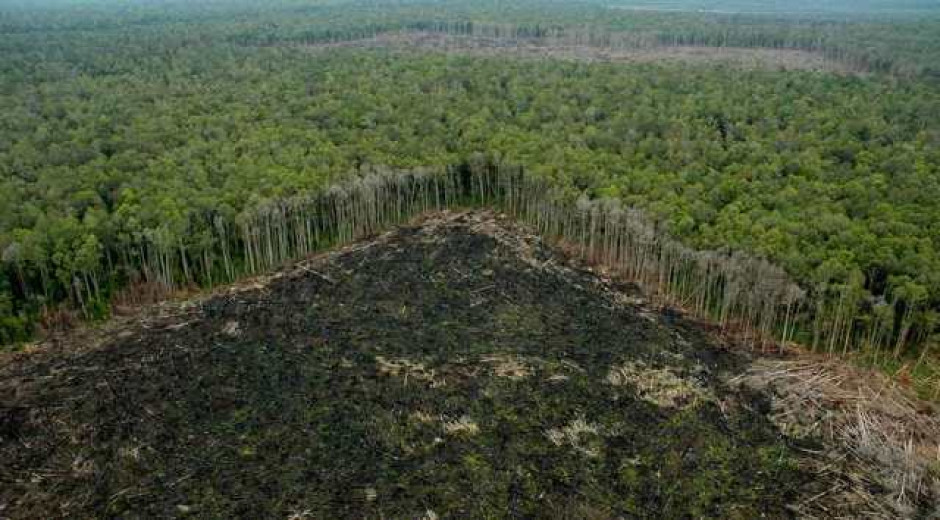Fiscalía de Colombia reforzará lucha contra deforestación en Amazonia