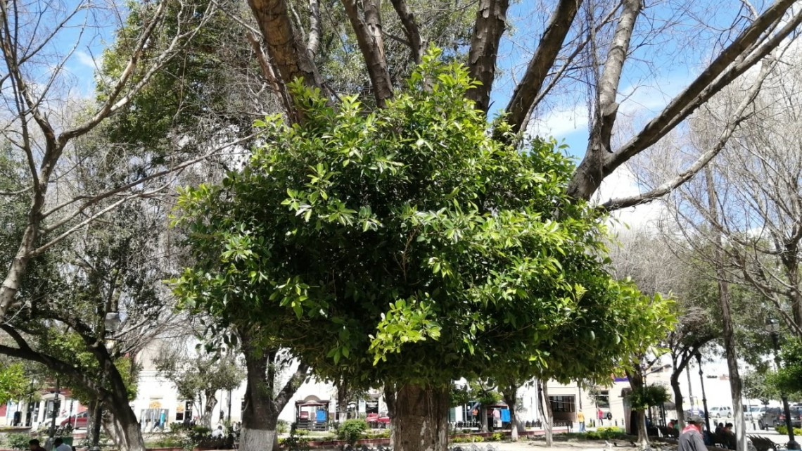 Reforestarán la plaza principal de Matamoros