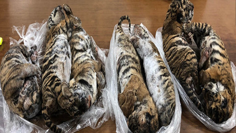 Hallan 7 tigres congelados en un auto en Vietnam 