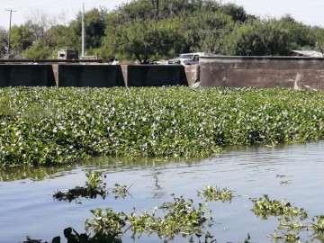 Lirio acuático invade lagunetas de sedimentación, la JAD extrae 6 toneladas diarias