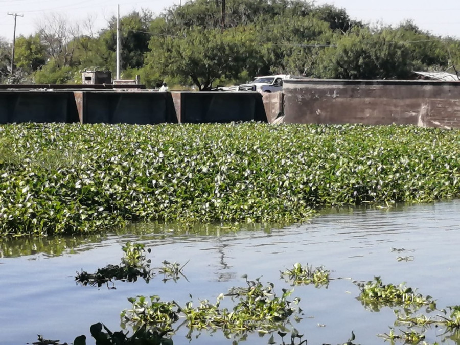Lirio acuático invade lagunetas de sedimentación, la JAD extrae 6 toneladas diarias