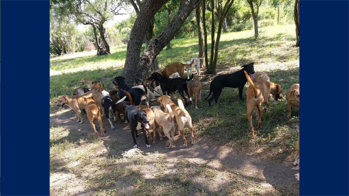 Inauguran santuario para animales rescatados y entregan recursos del 'Perroton 2021'