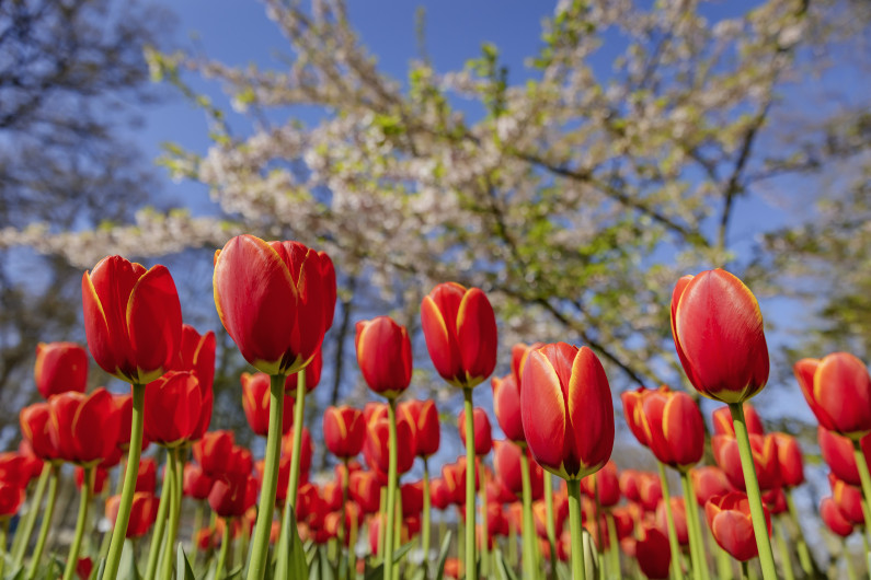 ¿Amante de los tulipanes? Ofrecen recorridos virtuales a los Jardines de Keukenhof