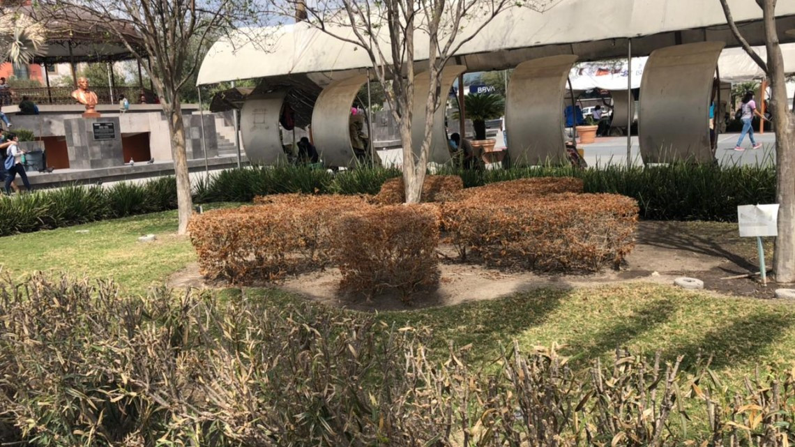 Previo a primavera, trabajan en recuperación de áreas verdes afectadas por heladas