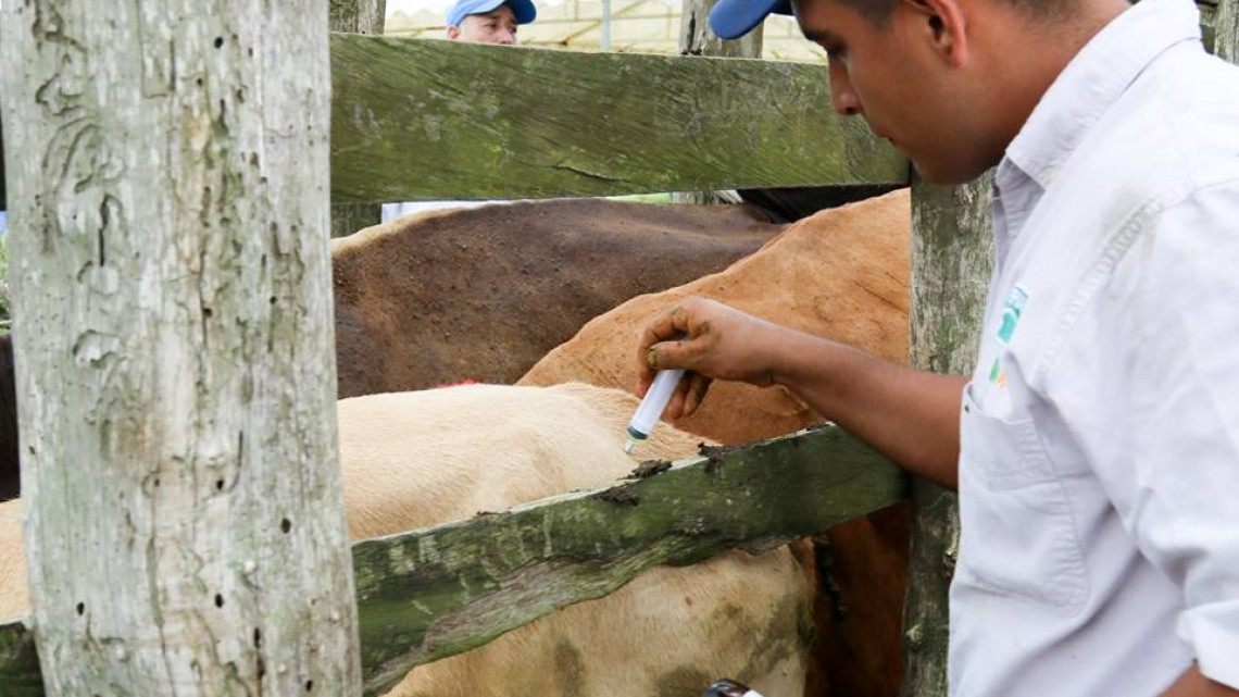 Dan inicio a programa "Ganado sano, Cerca de Ti"