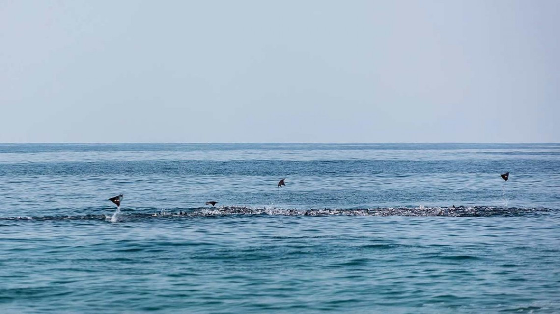 Hermoso espectáculo de mantarrayas en Puerto Escondido