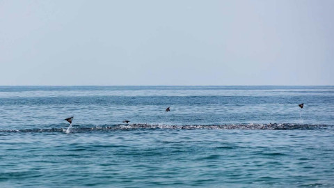 Hermoso espectáculo de mantarrayas en Puerto Escondido