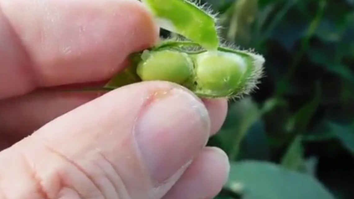 Rehabilitan caminos para siembra de 40,000 hectáreas de soya