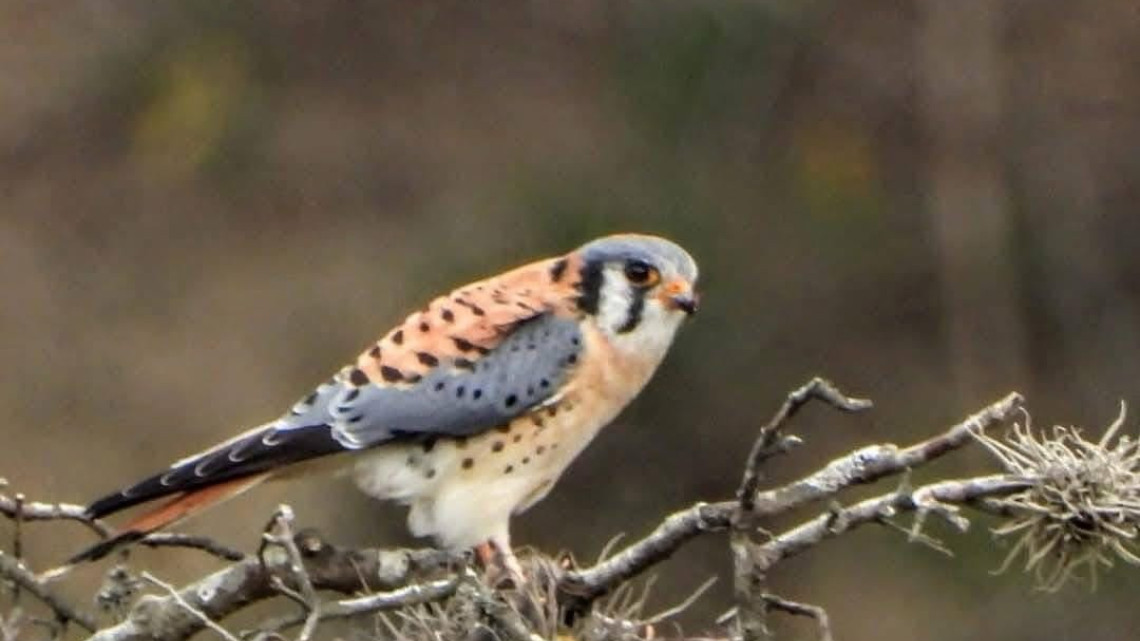 Tiene Tamaulipas una gran riqueza de aves : Comisión de Parques
