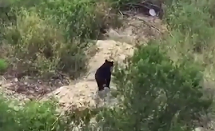 Oso negro devora a mascota y huye