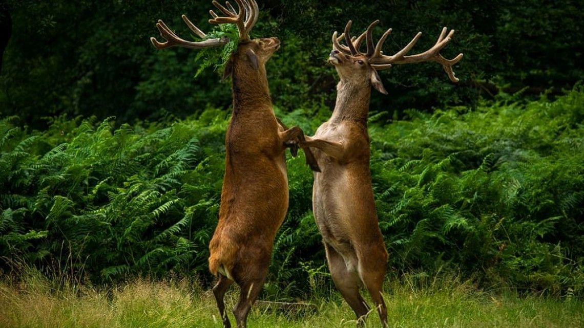 Las fotos más cómicas de la naturaleza
