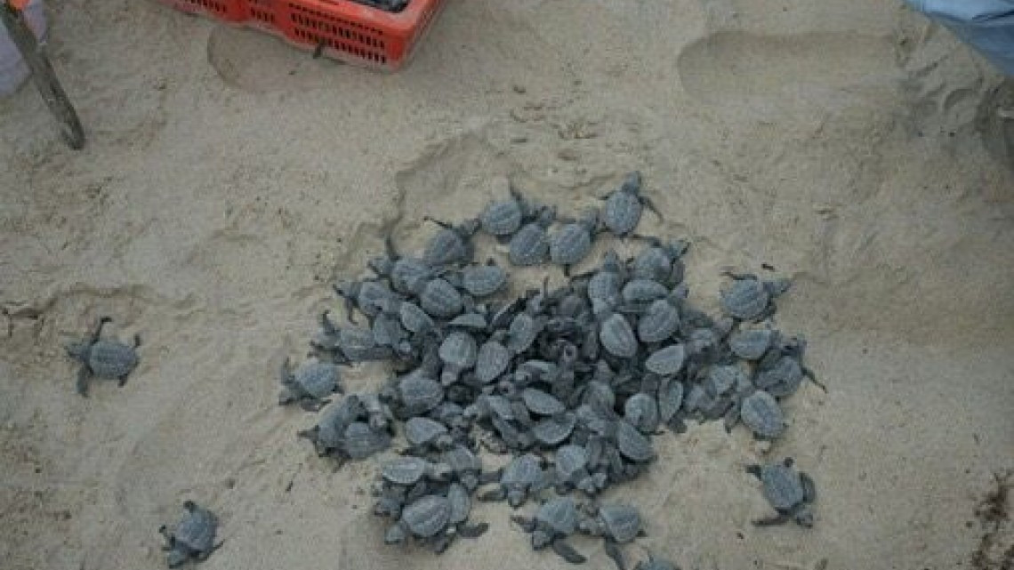Nacen en Tamaulipas más de 100 mil crías de tortugas Lora 